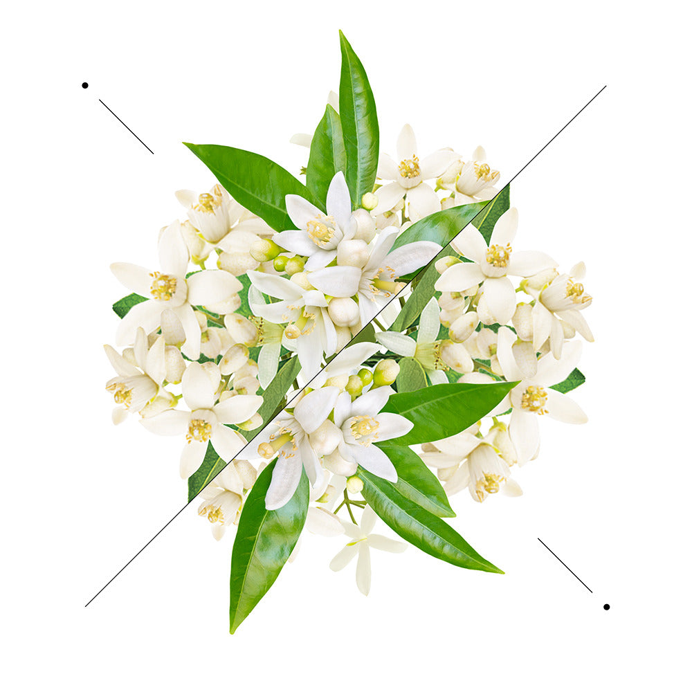 Perfume women W192 - Inspired by Bvlgari Jasmin Noir