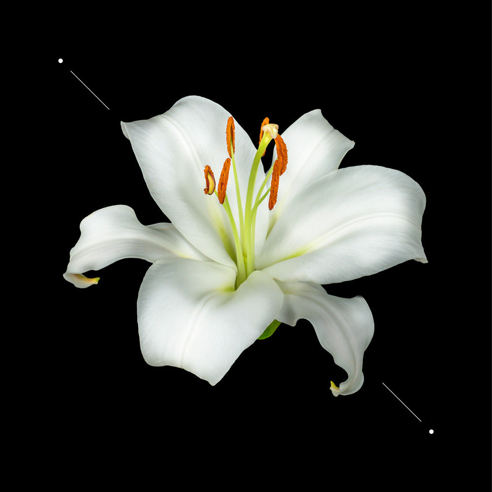 Perfume women W193 - Inspired by Dolce & Gabbana The One